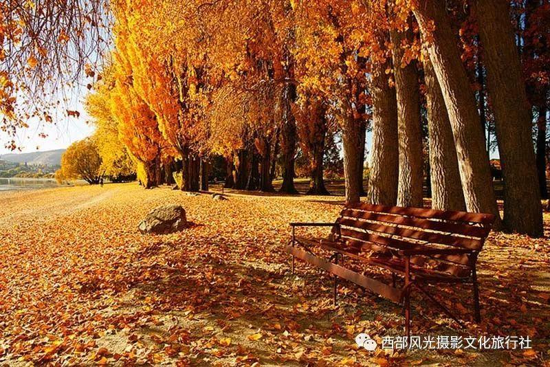 救援大嘴鸟